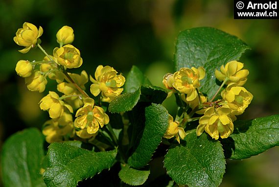 Sauerdorn, Berberitze (Berberis vulgaris)