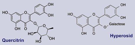 Hyperosid, Quercitrin