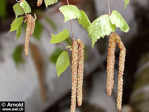 Birke (Betula pendula)