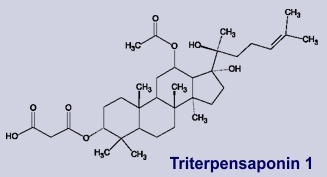Birke Inhalststoffe: Triterpensaponin 1