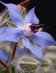 Borago officinalis - Bild 1