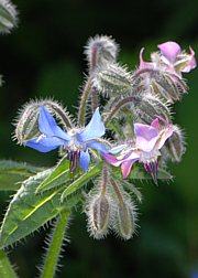 Borago officinalis - Bild 2