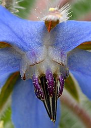 Borago officinalis - Bild 3