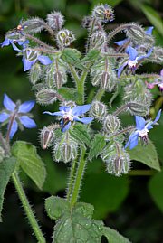 Borago officinalis - Bild 4