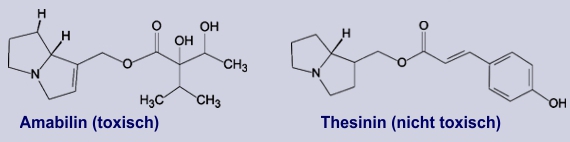 Pyrrolizidinalkaloide im Borretsch