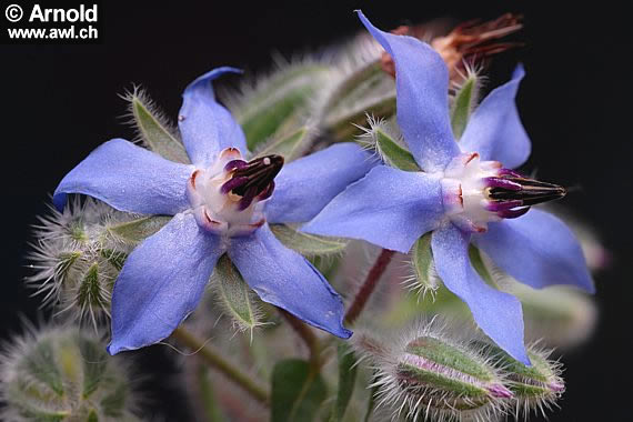 Bild von zwei Borretschblüten