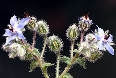 Borretschpflanze mit Blüten und Samenständen