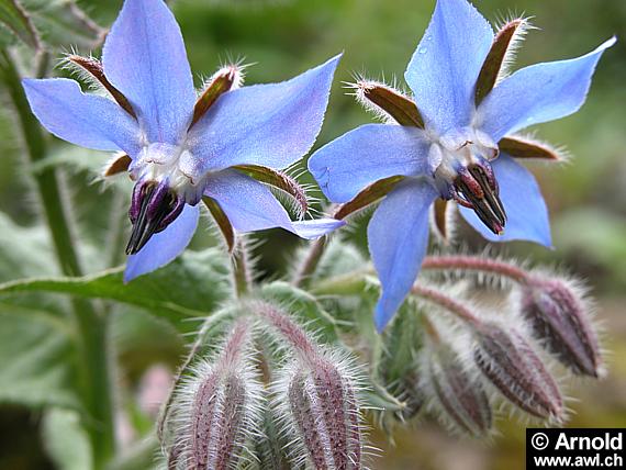 Borretsch (Borago officinalis)