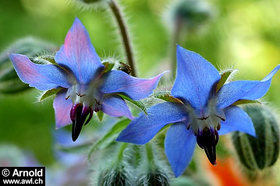 Gurkenkraut, Borretsch (Borago officinalis)