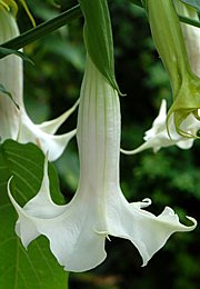 Datura, Engelstrompete