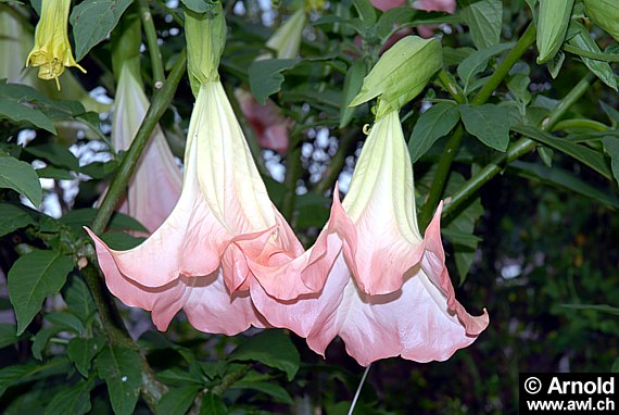 Datura, Brumansia (Engelstrompeten)