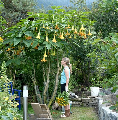 Engelstrompete im Garten