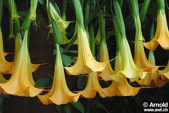 Engelstrompete (Brumansia, Datura)