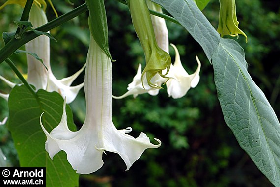 Datura, Engelstrompeten