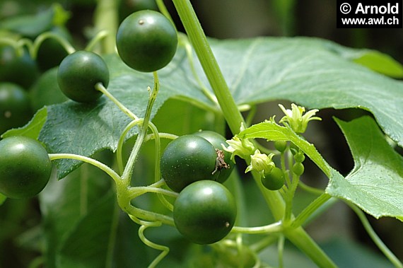 Weisse Zaunrübe (Bryonia alba)