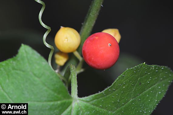 Rote Zaunrübe (Bryonia cretica)