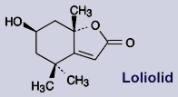 Loliolid