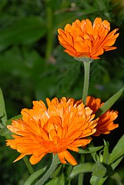 Ringelblume mit gefüllter Blüte