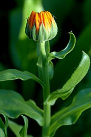 Ringelblume-pflanze-180-3