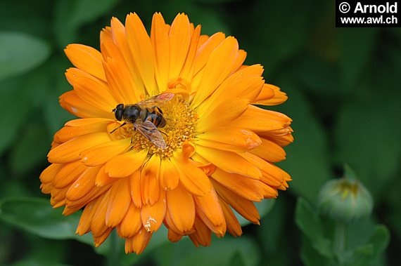 Ringelblume mit Insekt