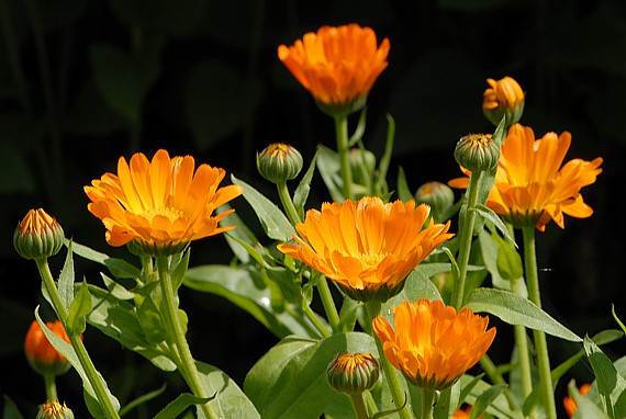 Gruppe von Ringelblumenpflanzen