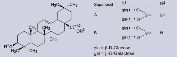 Ringelblume: Inhaltsstoffe - Saponoside