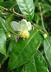Camellia sinensis - Tee, Teestrauch 