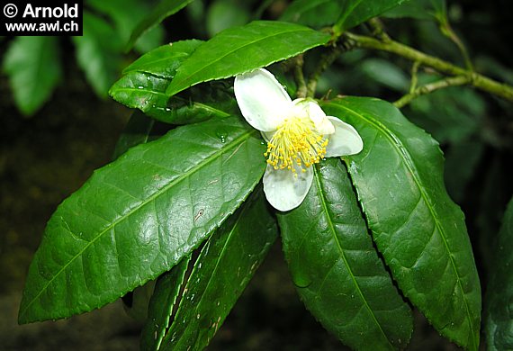 Camellia sinensis - Tee, Teestrauch