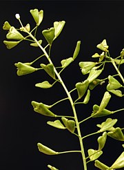 Hirtentäschel - Capsella bursa-pastoris