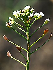 Hirtentäschel - Capsella bursa-pastoris