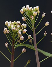 Hirtentäschel - Capsella bursa-pastoris