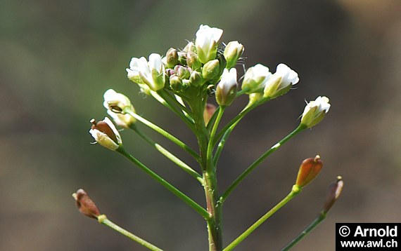 Blüte vom Hirtentäschel