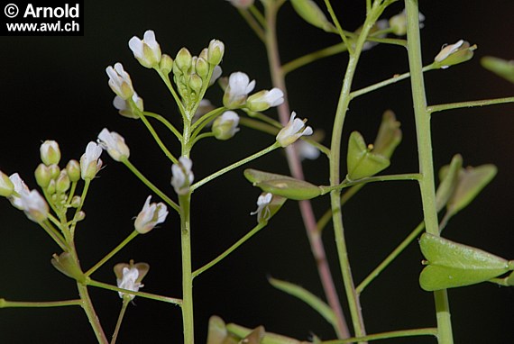 Hirtentäschel (Capsella bursa-pastoris)