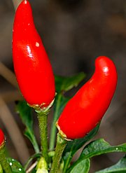 Capsicum annuum - Paprika, Spanischer Pfeffer