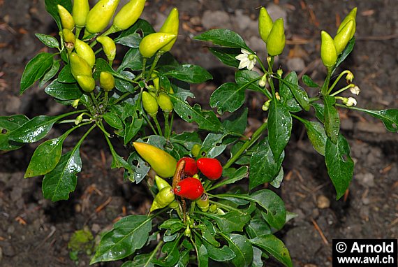 Spanischer Pfeffer - Capsicum annuum