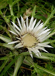 Carlina acaulis - Silberdistel