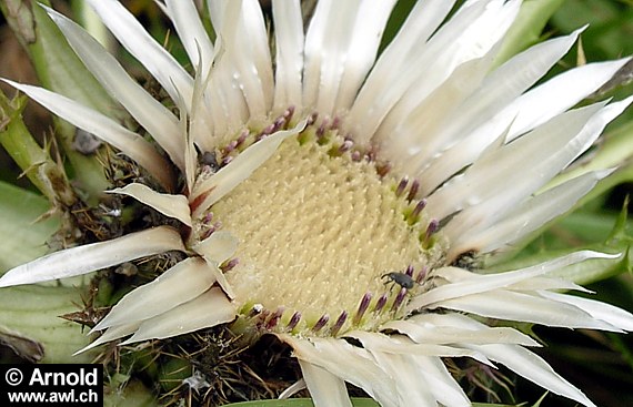 Eberwurz, Silberdistel