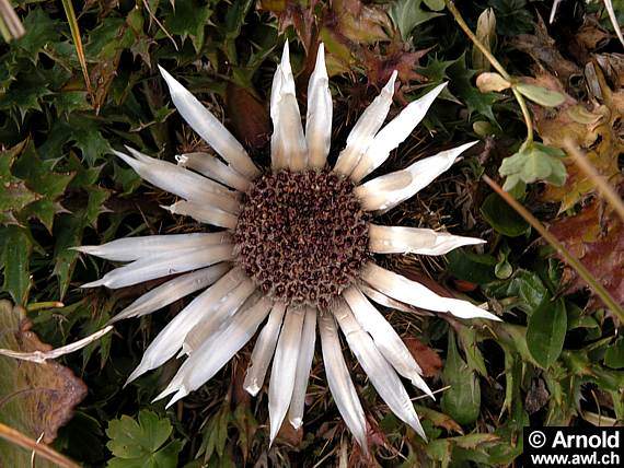 Silberdistel (Carlina acaulis)