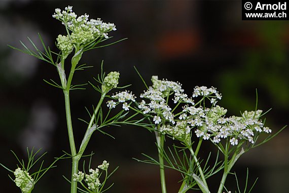 Kümmel - Carum carvi - AWL.ch