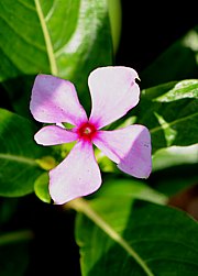 Madagaskar-Immergrün - Catharanthus roseus