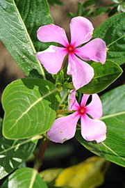 Madagaskar-Immergrün - Catharanthus roseus