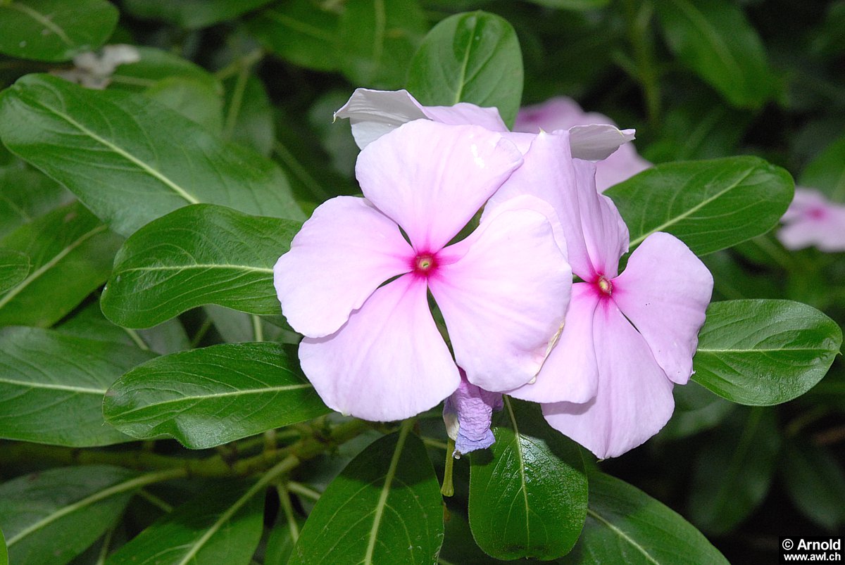 Heilpflanzen MadagaskarImmergrün Catharanthus roseus