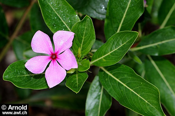 Catharanthus roseus - Madagaskar-Immergrün