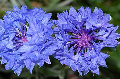 Kornblume mit zwei Blüten