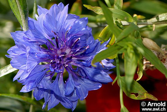 Centaurea cyanus - Kornblume (Pflanzen)