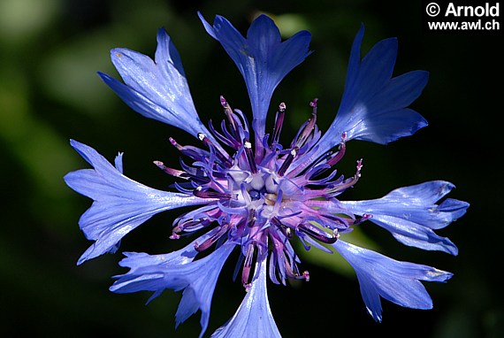 Kornblume - Centaurea cyanus