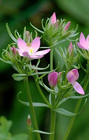 Habitus des Tausendgüldenkrautes