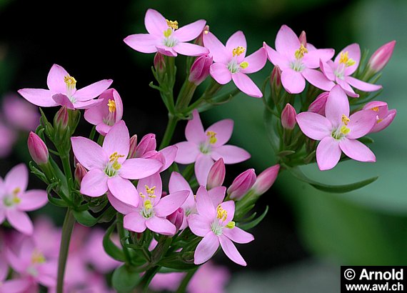 Tausendgüldenkraut (Centaurium minus)