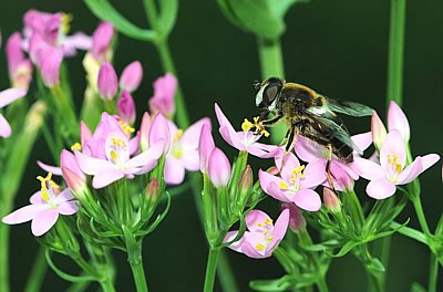 Tausengüldenkraut mit Blüte und Biene