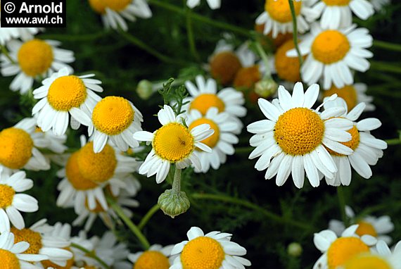 Römische Kamille (Chamaemelum nobile)